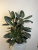 Фикус Робуста Фикус Робуста